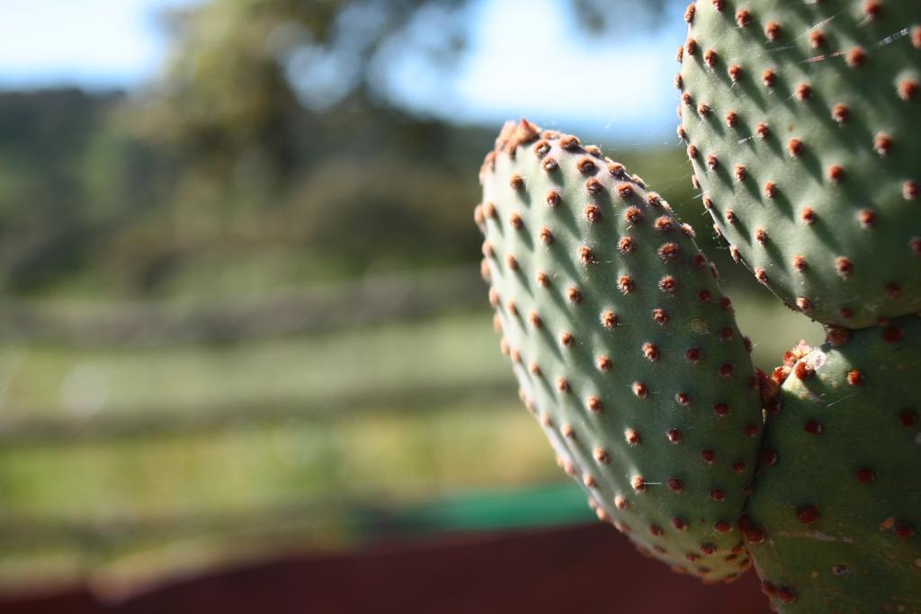 הוילה Tula Agriturismo Pedru Caddu מראה חיצוני תמונה